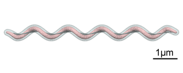 Figura 2. Gr&aacute;fico que muestra la forma espiroqueta de Brachyspira spp. Fuente: Y_tambe. https://creativecommons.org/licenses/by-sa/3.0/deed.en
