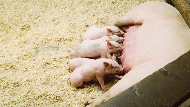 Deutschland: Bundesprogramm zur Förderung des Tierschutzes in Käfigen – News Deutschland: Bundesprogramm zur Förderung des Tierschutzes in Käfigen – News