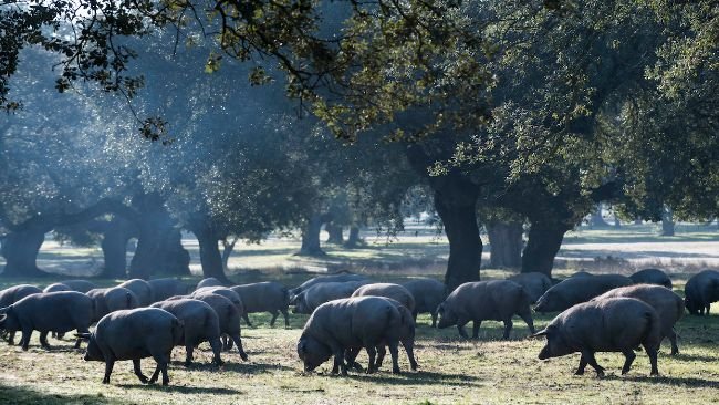 Cerdo Ibérico
