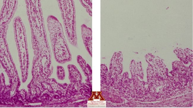 Atrofia de vellosidades causada por rotavirus. Foto de Swine Diseases por Perle Zhitnitskiy, DVM, MSpVM. Fuente: Dr. Carlos Pijoan https://creativecommons.org/licenses/by-nc/4.0/