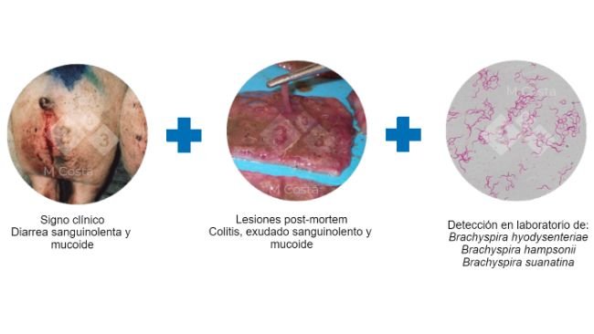 Figura 2. Tr&iacute;ada de pruebas sugeridas para confirmar el diagn&oacute;stico de disenter&iacute;a porcina.

