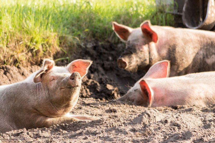 La evolución de las cotizaciones del cochinillo es la mejor prueba de la tensión que presiona la oferta de cerdos en toda Europa