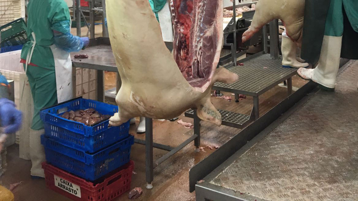 Diminuição do abate de suínos em Portugal – Notícias