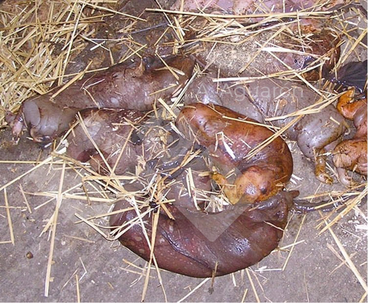 Figura 1.&nbsp;La coinfecci&oacute;n de PCV2 y PPV en reproductoras se asocia con un incremento de lechones momificados y mortinatos.

