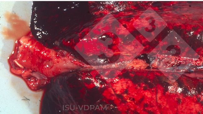 Figura 1: Lesiones pulmonares necrohemorr&aacute;gicas t&iacute;picas asociadas con la infecci&oacute;n caracter&iacute;stica por APP.&nbsp;Fuente:&nbsp;ISU-VDPAM.
