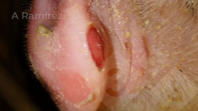 Figura 1. Hocico de cerdo que muestra lesiones cl&aacute;sicas asociadas a enfermedad vesicular, incluida la fiebre aftosa. En este caso las dos ves&iacute;culas se han roto.
