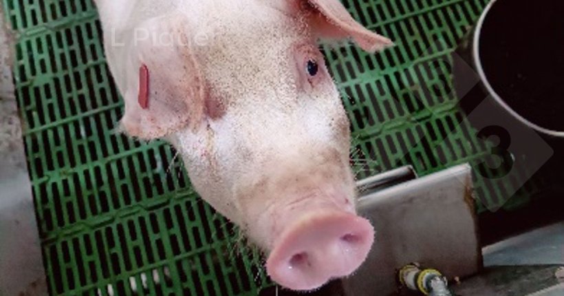 Foto 1. Cerdo alojado en corral de digestibilidad.
