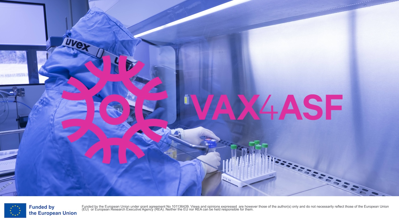 欧州の VAX4ASF プロジェクトは ASF に対するワクチンを研究します – 企業ニュース