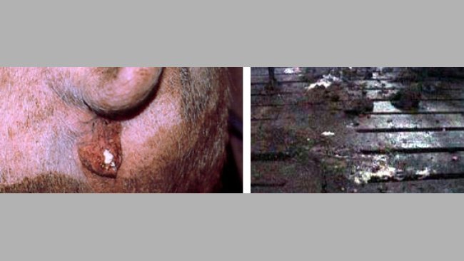 Descargas vaginales en cerdas