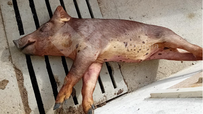 Fotograf&iacute;a 1. Marcada ictericia en un cerdo afectado.

