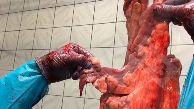 Figura 1. Examen en matadero en línea de sacrificio.