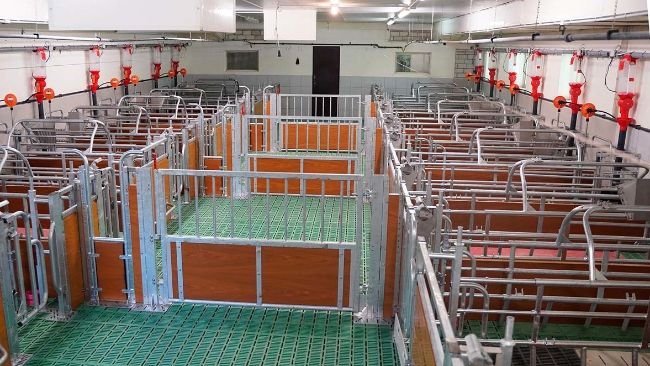 The self-catching function makes it possible to simply lock the animals in their pens during group farrowing, ensuring safe access to the pen and all important sub-areas.
