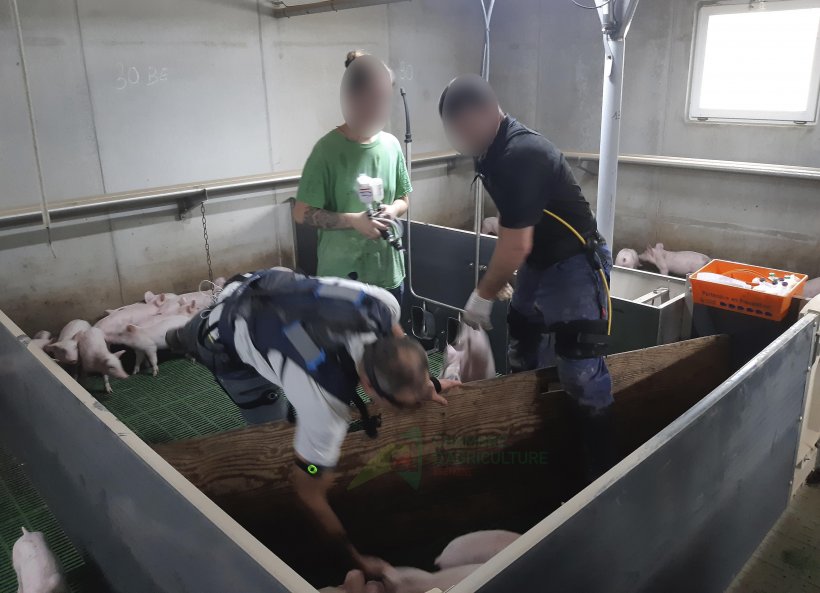 Ganaderos porcinos testando el uso de exoesqueletos al vacunar a los lechones. Fuente: C&aacute;mara de Agricultura de Breta&ntilde;a.
