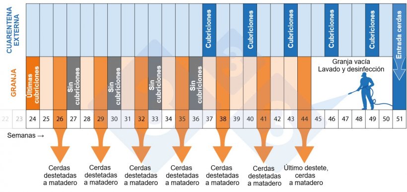 Figura 2. Cronograma del programa de despoblación-repoblación.