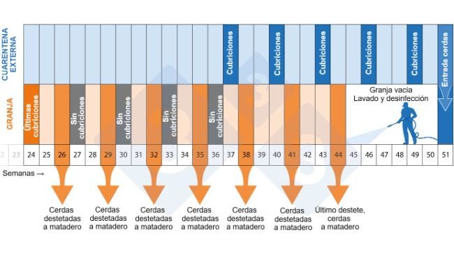 Figura 2. Cronograma del programa de despoblación-repoblación.