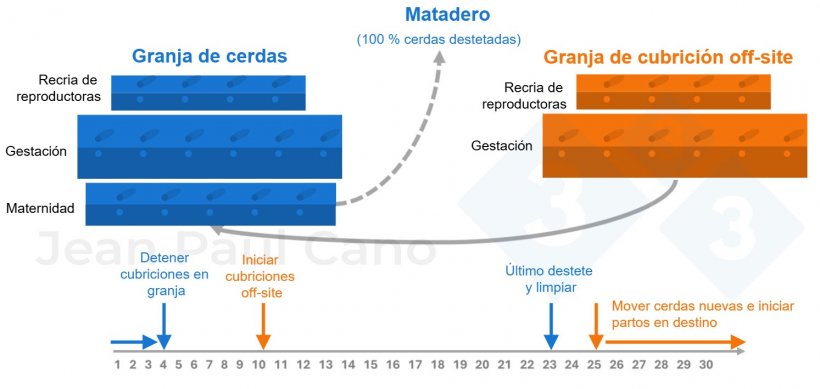 Figura 2. Diagrama de línea de tiempo y flujo de animales durante la despoblación-repoblación.