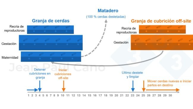 Figura 2. Diagrama de línea de tiempo y flujo de animales durante la despoblación-repoblación.