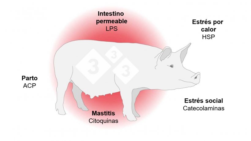 Mecanismos de la inflamación