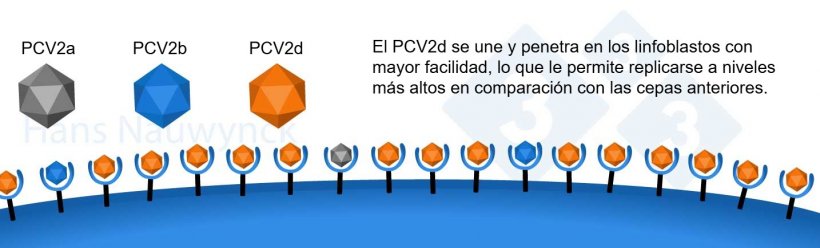 El PCV2 es un virus en constante evoluci&oacute;n. El PCV2d se ha convertido en la cepa dominante en la actualidad, modificando&nbsp;su superficie para tener una mejor uni&oacute;n a sus receptores en los linfoblastos.
