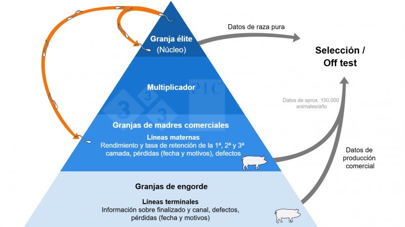Programa GNX