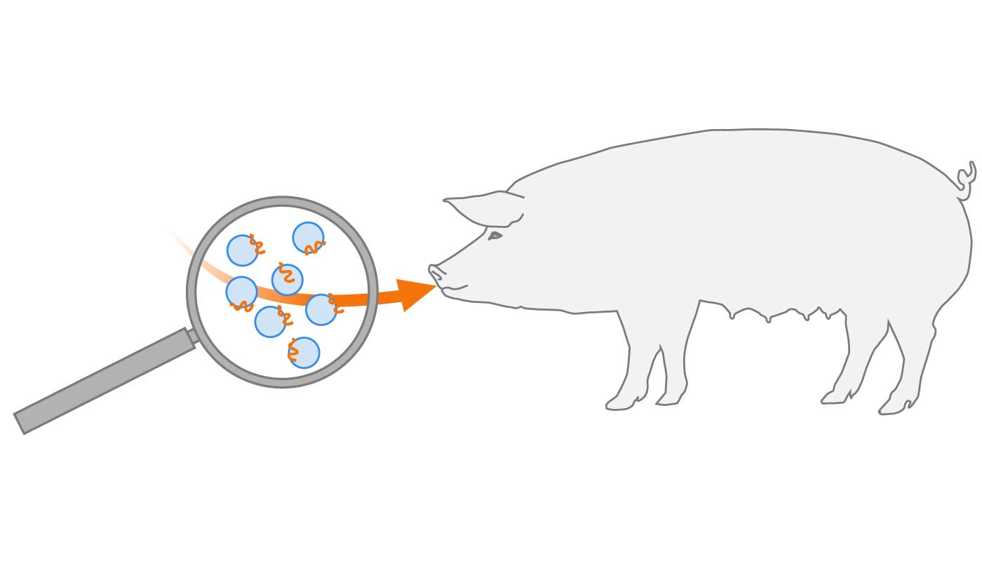 Oral Vaccines for Respiratory Diseases in Pigs