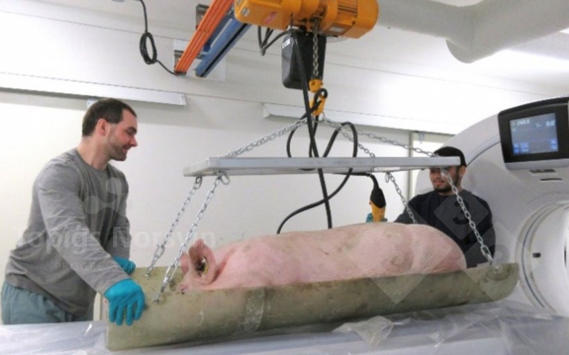 Figura 3. Con un sistema de camillas articuladas los animales son desplazados del área de preparación al tomógrafo.