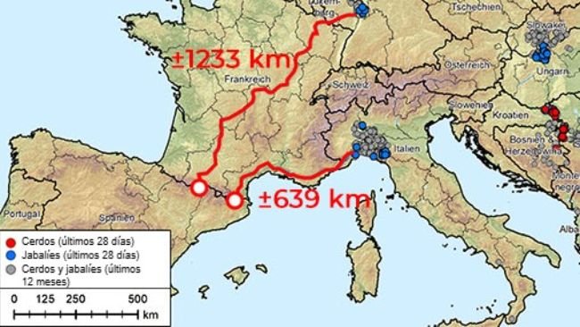 Figura 1. Distancia hasta la frontera española desde los brotes más próximos de peste porcina africana (genotipo II), que en Europa está presente en Albania, Países Bálticos, Bosnia-Herzegovina, Bulgaria, Alemania, Grecia, Italia, Kosovo, Croacia, Moldavia, Montenegro, Macedonia del Norte, Polonia, Rumania, Suecia, Serbia, Eslovaquia, República Checa, Ucrania y Hungría (20/08/2024 al 20/08/2025). Fuente de los datos: ADIS, TSN (a 20/08/2025 - 08:40)