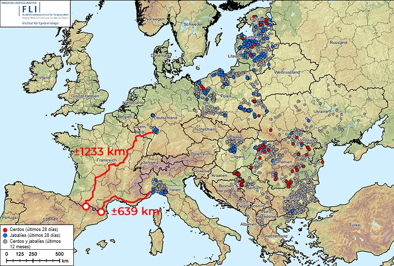 Figura 1. Distancia hasta la frontera española desde los brotes más próximos de peste porcina africana (genotipo II), que en Europa está presente en Albania, Países Bálticos, Bosnia-Herzegovina, Bulgaria, Alemania, Grecia, Italia, Kosovo, Croacia, Moldavia, Montenegro, Macedonia del Norte, Polonia, Rumania, Suecia, Serbia, Eslovaquia, República Checa, Ucrania y Hungría (20/08/2024 al 20/08/2025). Fuente de los datos: ADIS, TSN (a 20/08/2025 - 08:40)