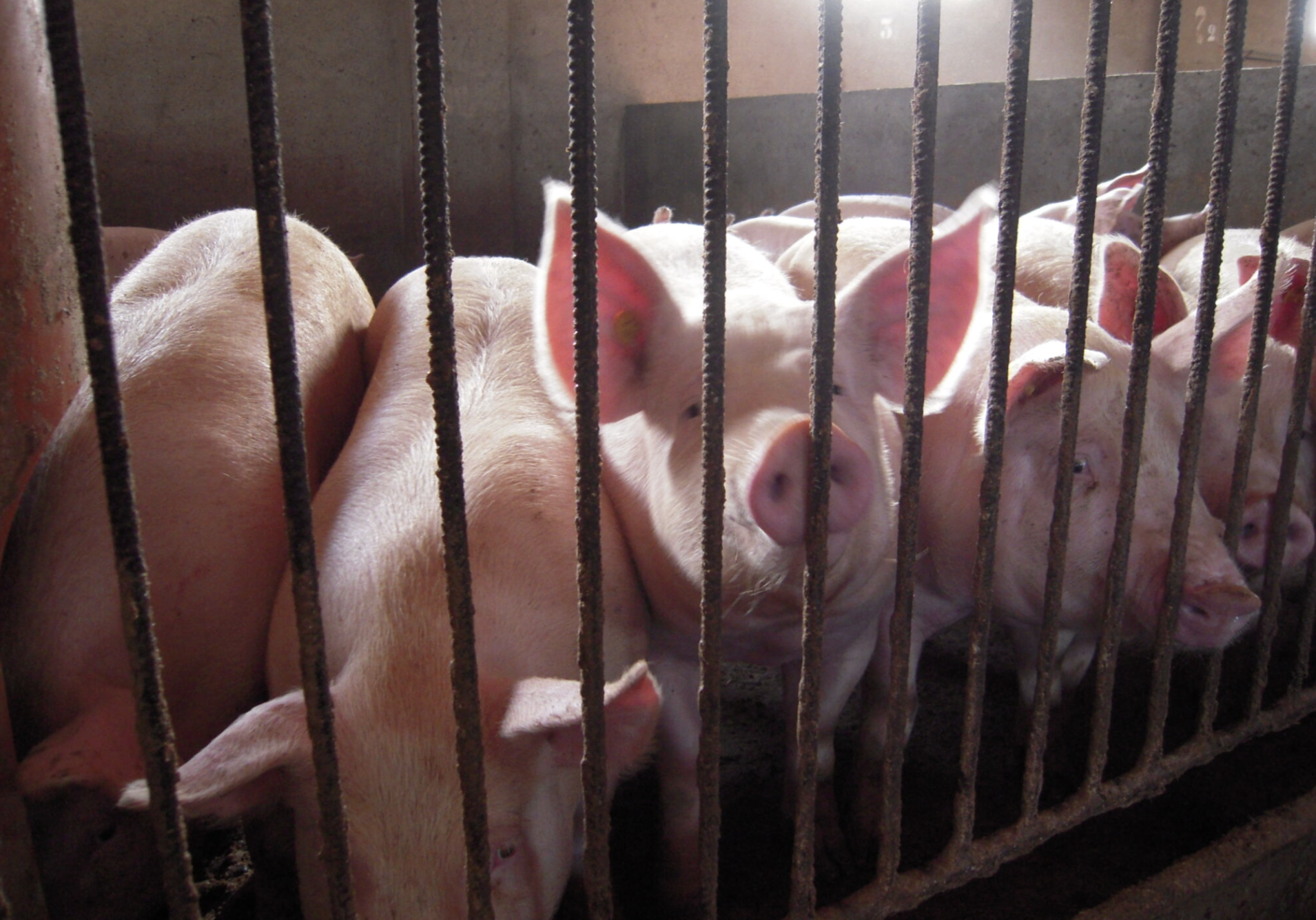 Japón: Previsiones de producción y comercio de carne de cerdo en 2026 - Noticias - 3tres3, la página del Cerdo