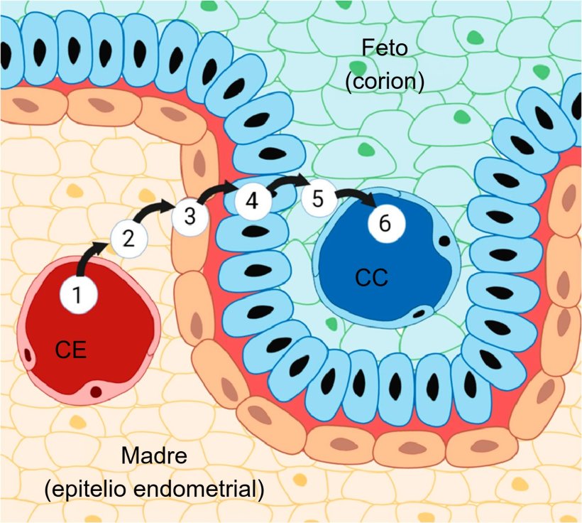 Figura 3. Placenta porcina y sus seis capas: (1) capilares endometriales, (2) intersticio endometrial, (3) epitelio endometrial, (4) epitelio del trofoblasto, (5) intersticio coriónico y (6) capilares coriónicos. Fuente: Almeida & Alvarenga, 2022.
