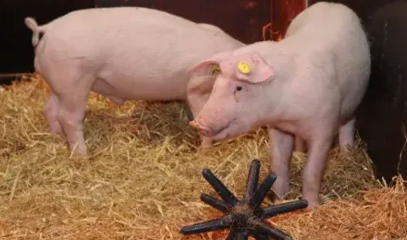 Cerdos editados genéticamente resistentes a la peste porcina clásica.