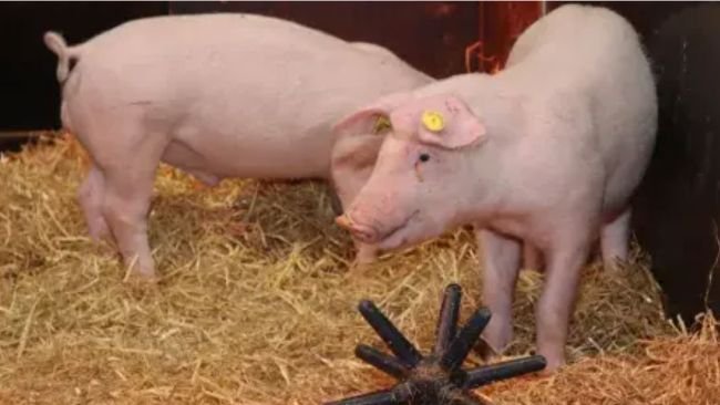 Cerdos editados genéticamente resistentes a la peste porcina clásica.