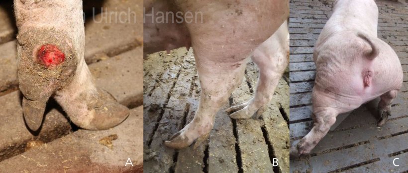 Foto 4. Lesiones en patas y pezuñas y cojera en cerdas. A) Las úlceras en la cuartilla producidas en la maternidad aumentan el riesgo de infección; B) Las pezuñas largas aumentan el riesgo de resbalones y los espolones largos aumentan el riesgo de desgarros e infecciones; C) Las peleas y los suelos resbaladizos aumentan el riesgo de lesiones y fracturas.