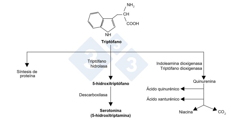 Figura 1. Mol&eacute;cula del tript&oacute;fano y sus v&iacute;as.