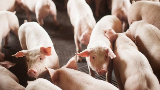 Foto: Divulgação/SAPE