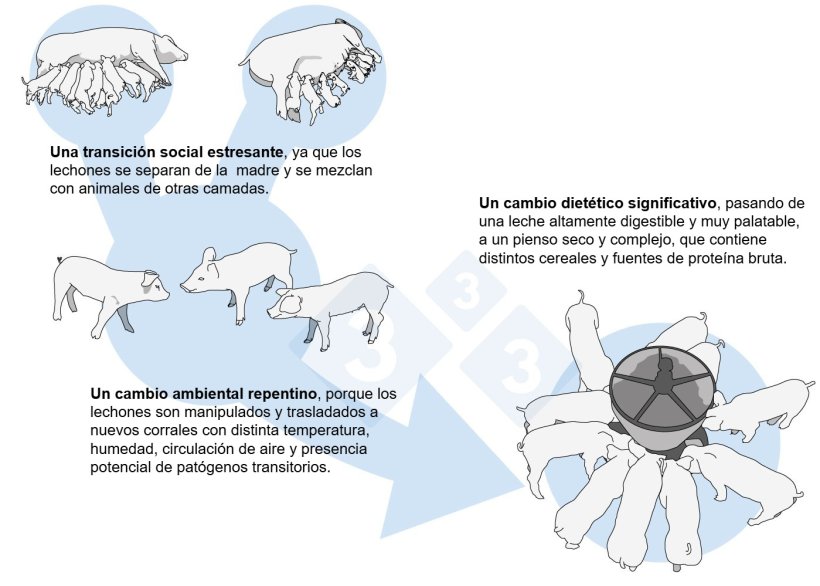 Figura 1. Factores externos de estr&eacute;s alrededor del destete.
