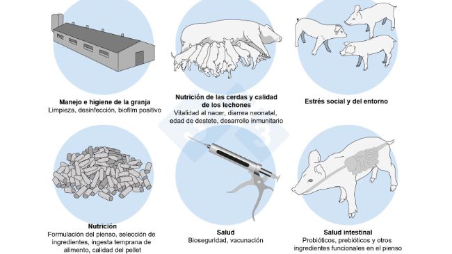 Figura 2. Un enfoque hol&iacute;stico para abordar el desaf&iacute;o multifactorial tras el destete.