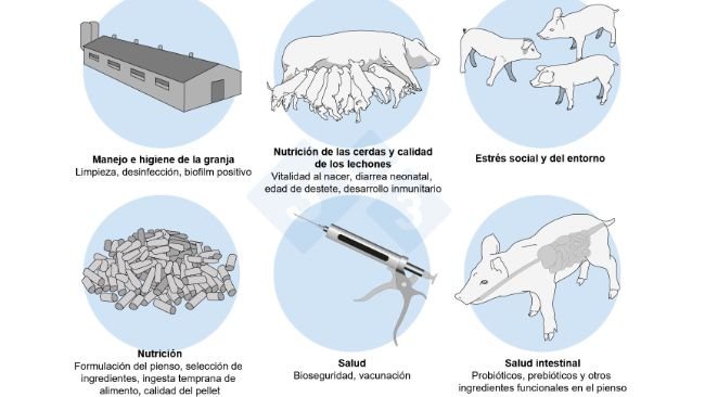 Figura 2. Un enfoque holístico para abordar el desafío multifactorial tras el destete.