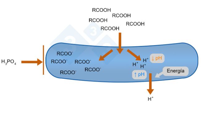 Figura 1. Modo de acci&oacute;n de los &aacute;cidos org&aacute;nicos (Gauthier, 2002)
