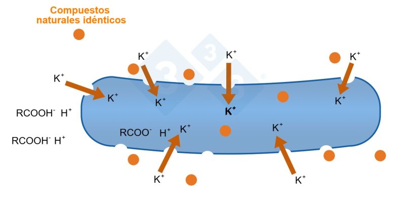 Figura 3: Modo de acci&oacute;n de los &aacute;cidos org&aacute;nicos.
