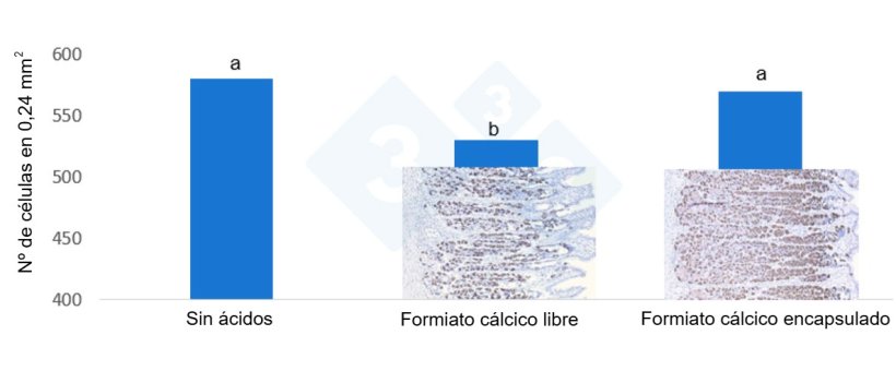Figura 2. N&uacute;mero de c&eacute;lulas parietales por tratamiento en el est&oacute;mago de lechones destetados.
