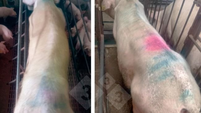 Imagen 1. Cerdas con la sintomatología observada