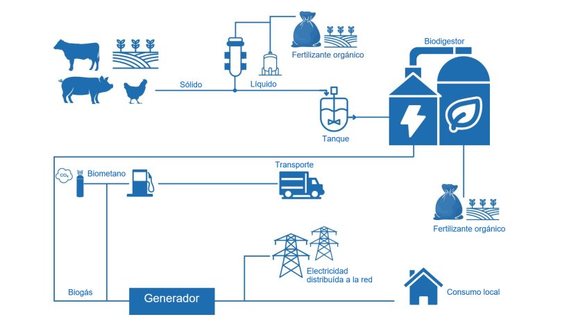 Proceso de generaci&oacute;n de biog&aacute;s, fertilizante org&aacute;nico y energ&iacute;a a partir de deyecciones.
