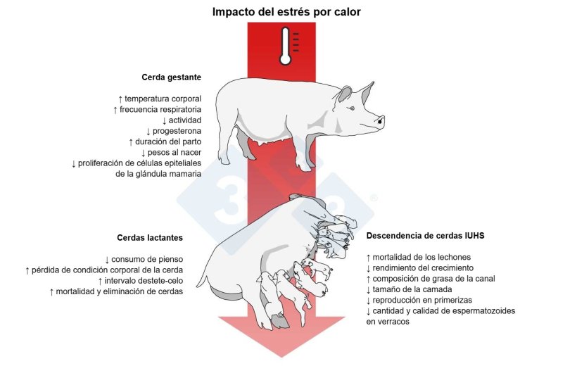 Figura 1 - Efectos del estr&eacute;s t&eacute;rmico gestacional en la cerda gestante. Basado en Lucy y Safranski, 2017.&nbsp;
