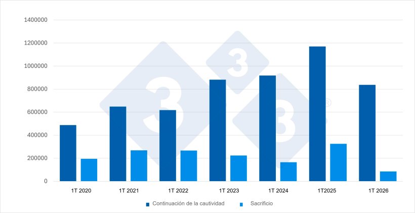 Gr&aacute;fico 1. Evoluci&oacute;n de las importaciones espa&ntilde;olas durante el 1T de porcinos destinados a continuaci&oacute;n de la cautividad y a sacrificio. Fuente: 333 a partir de datos del MAPA.
