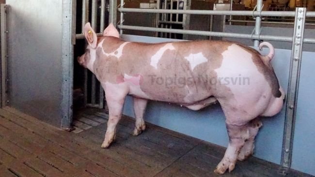 Figura 1. Imagen de un macho Pietrain junto a estación de alimentación que registra el pienso consumido por cada cerdo.