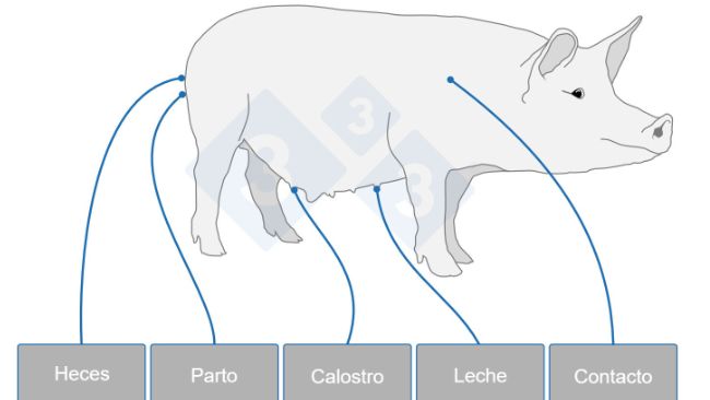 La cerda siembra la microbiota del lech&oacute;n. El proceso empieza en el parto y se mantiene durante toda la lactaci&oacute;n, es la herencia invisible que condiciona la salud y el rendimiento productivo del lech&oacute;n.