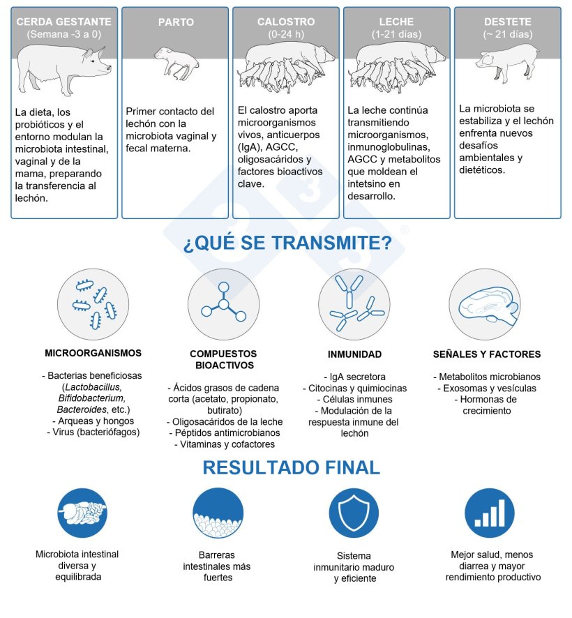 La cerda actúa como "puente microbiano", transmitiendo microorganismos y señales inmunes que inician la construcción del microbioma intestinal y del sistema inmunitario del lechón.