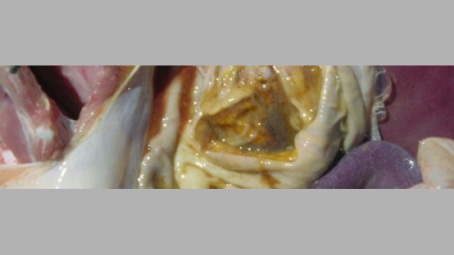 Úlceras bastante desarrolladas