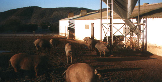 Granja de producción con cerdas de Raza Ibérica